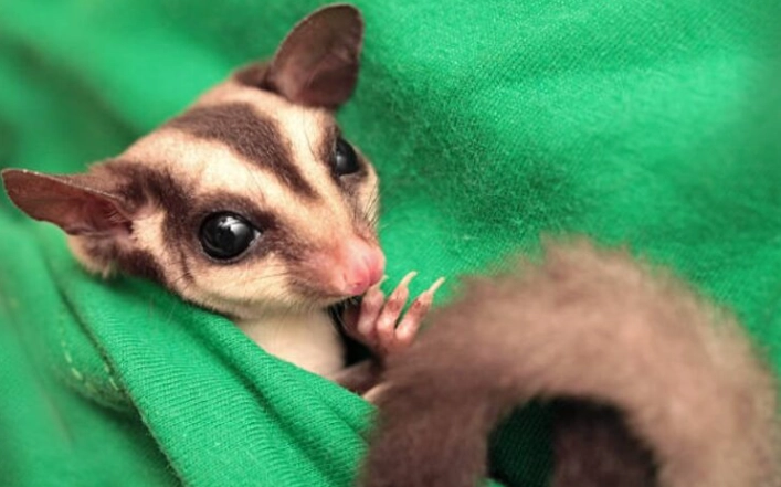 寵物蜜袋鼯餵食