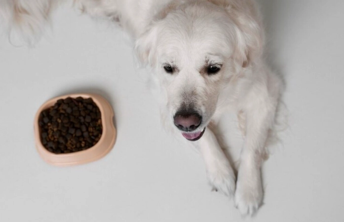 狗支氣管炎吃什麼