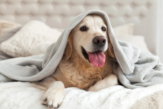 狗狗過敏原檢測評價 狗狗過敏原檢測評價