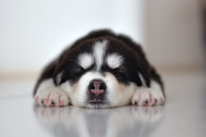 狗狗睡姿健康 狗狗睡姿健康