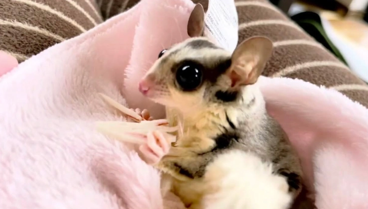 蜜袋鼯不能吃什麼