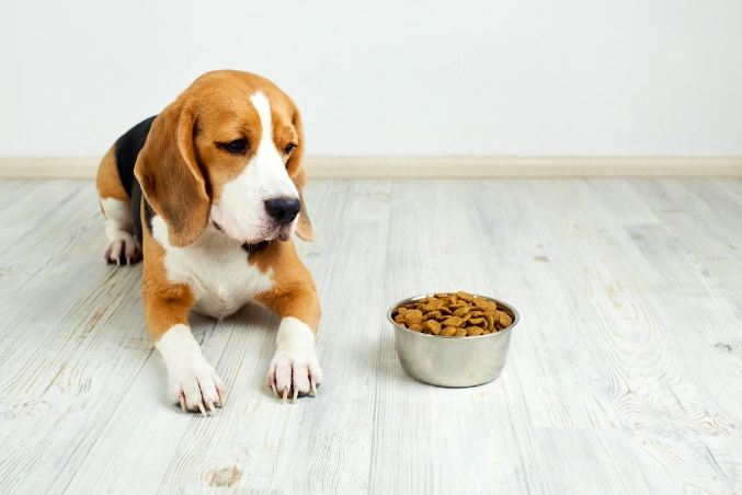 狗吃巧克力怎麼辦 狗吃巧克力怎麼辦
