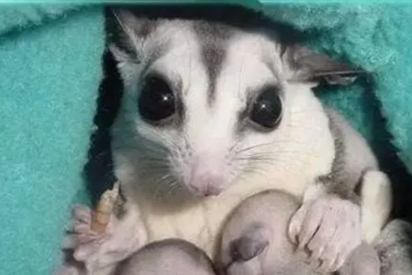 寵物餵食安全 寵物餵食安全