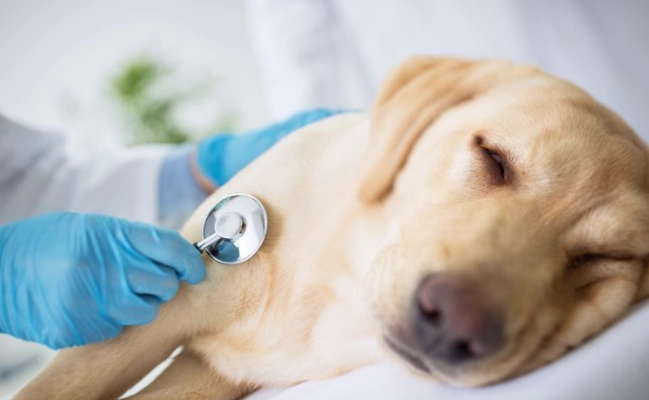 氣管塌陷狗狗壽命