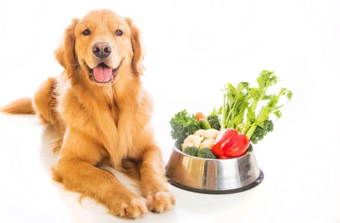 狗狗健康飲食 狗狗健康飲食