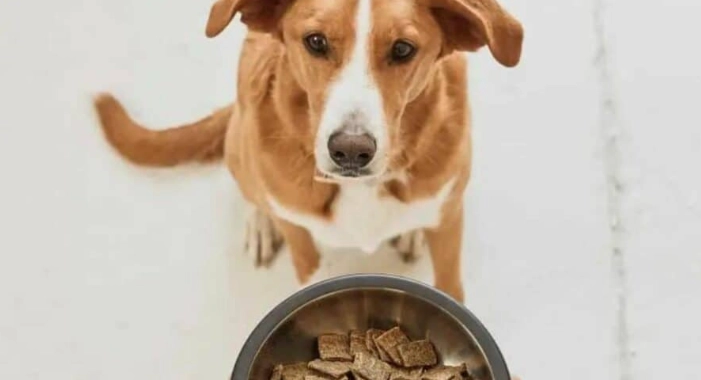 狗狗可以吃山藥