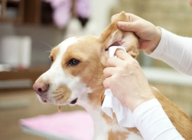 狗狗耳朵清潔用品