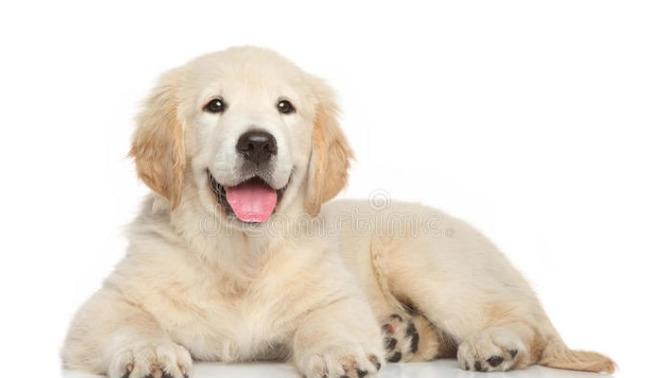 狗狗飼養指南 狗狗飼養指南