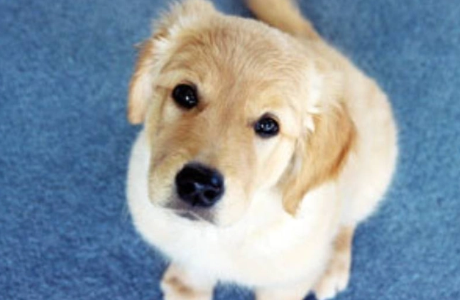 狗狗飼養指南 狗狗飼養指南