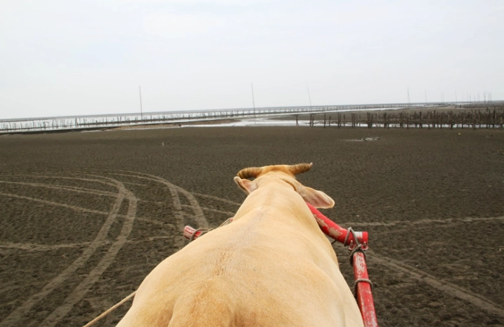 王功漁港牛車 王功漁港牛車