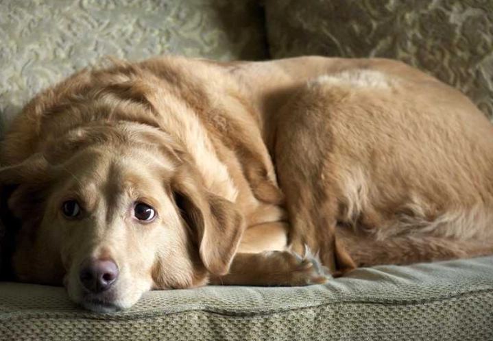 狗狗安樂死時機 狗狗安樂死時機