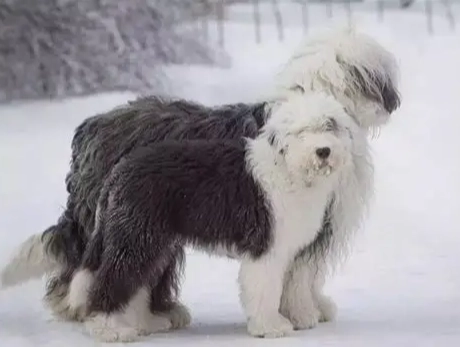 中型狗飼養 中型狗飼養