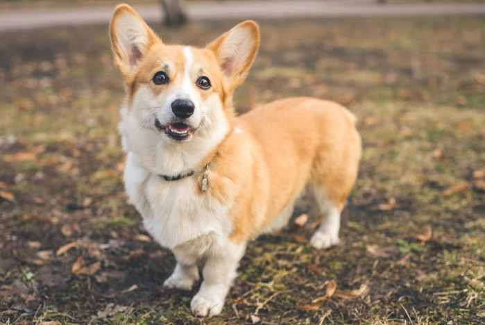 狗飼料蛋白質標準