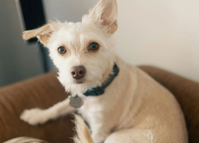 老年狗健康問題 老年狗健康問題