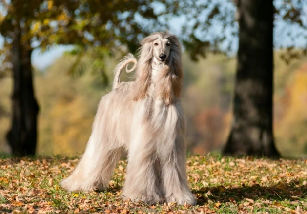 大型犬健康照顧