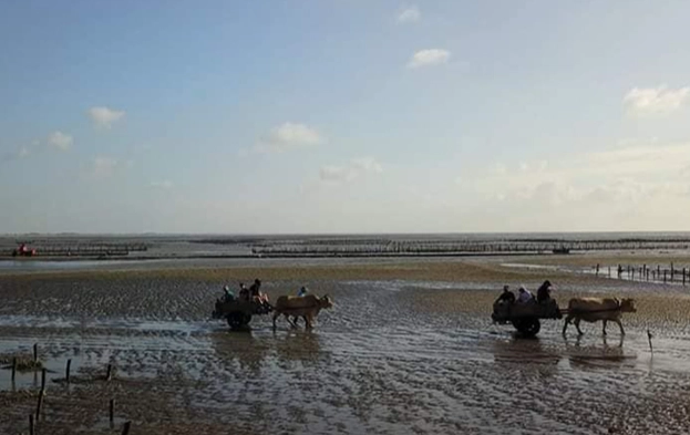 王功牛車體驗 王功牛車體驗