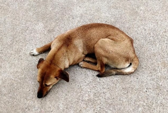 寵物與主人同睡 寵物與主人同睡