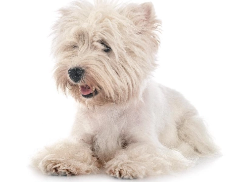 適合初學者的狗品種