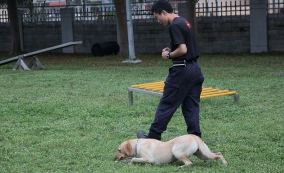 狗咬傷處理方法 狗咬傷處理方法