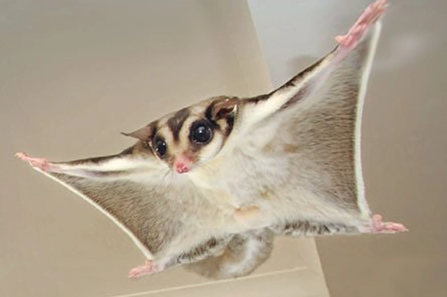 蜜袋鼯吃香菜安全嗎