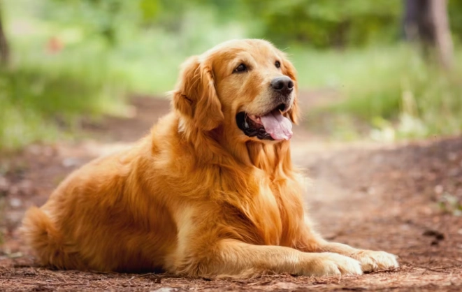 狗飼料蛋白質標準