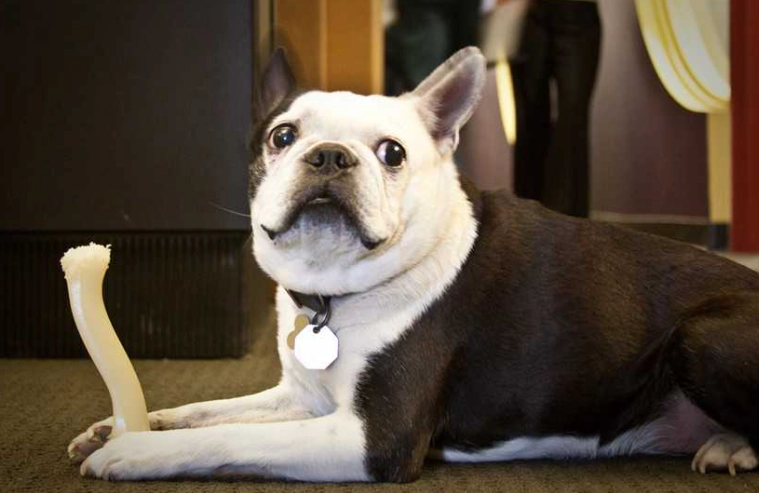 氣管塌陷治療方法 氣管塌陷治療方法