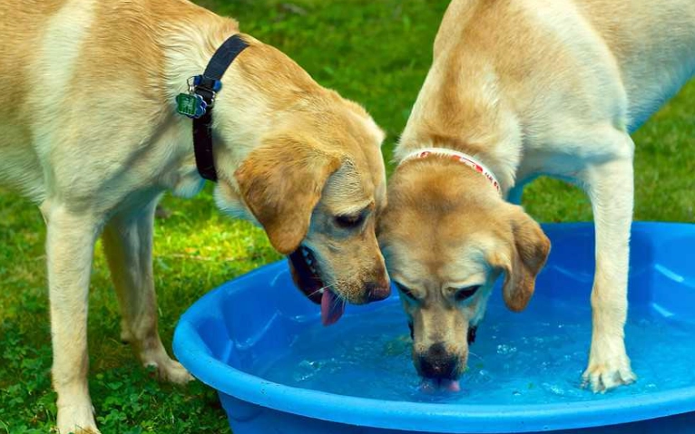狗狗氣管塌陷症狀 狗狗氣管塌陷症狀