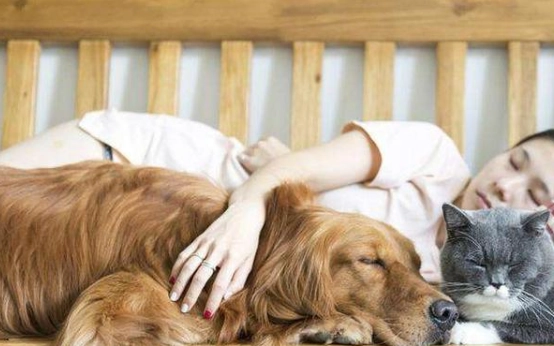 寵物與主人同睡 寵物與主人同睡