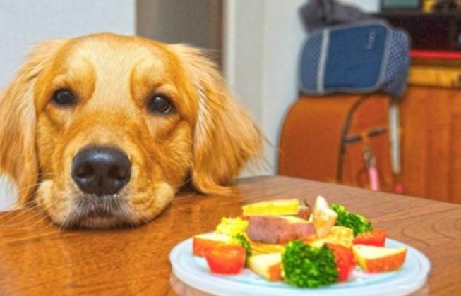 紅棗對狗狗的影響