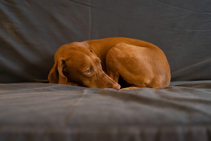 寵物過敏測試方法 寵物過敏測試方法