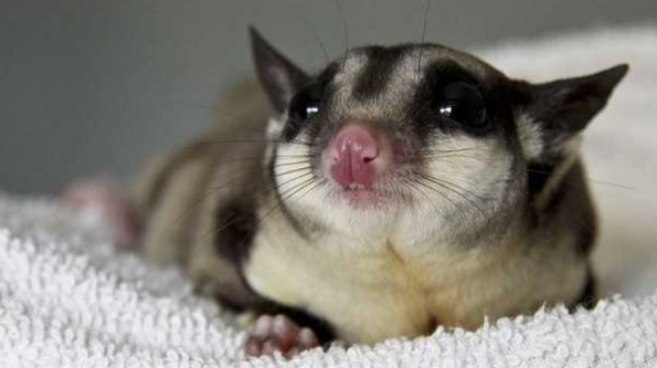 蜜袋鼯飲食禁忌