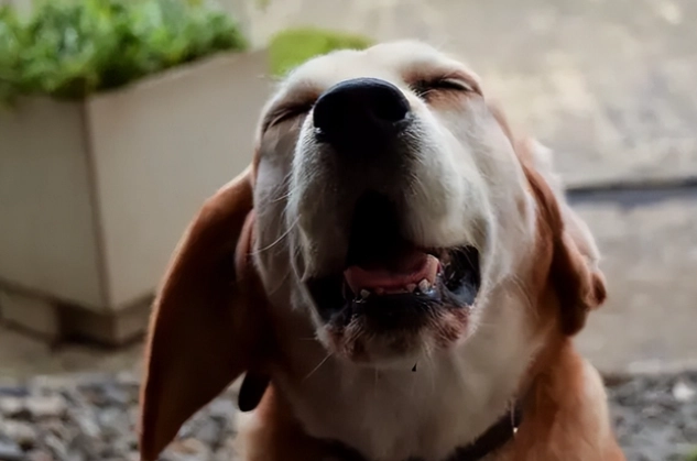 犬氣管塌陷護理