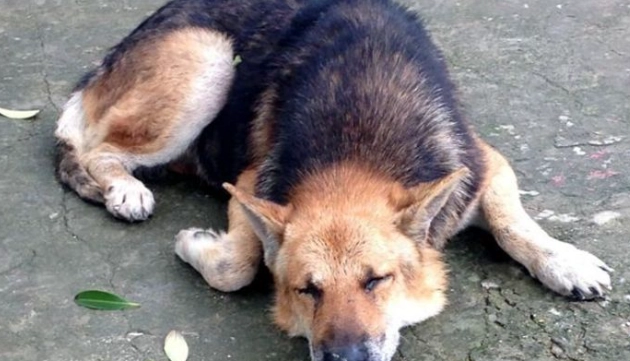 狂犬病疫苗注射時間 狂犬病疫苗注射時間