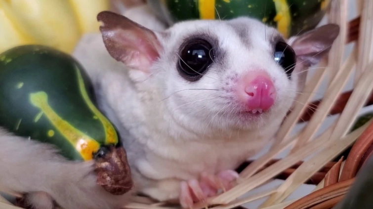 蜜袋鼯飼養注意事項