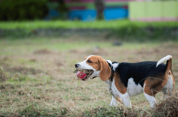 飼養米格魯挑戰