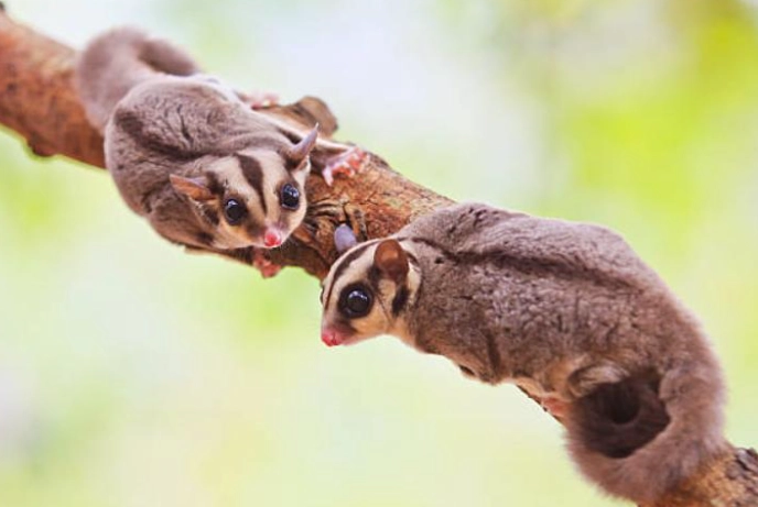蜜袋鼯吃香菜安全嗎