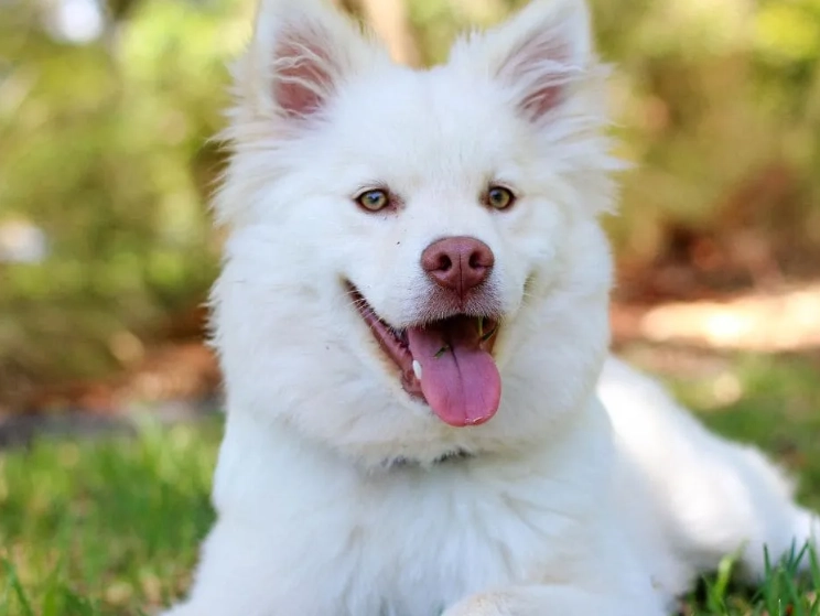 狗狗呼吸急促 狗狗呼吸急促