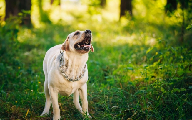 狗吠含義