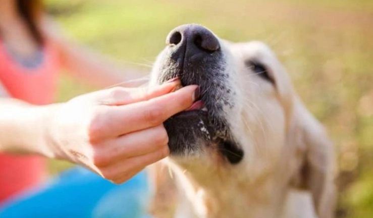 青豆對狗的好處
