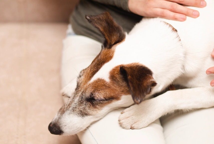 巧克力對狗的毒性