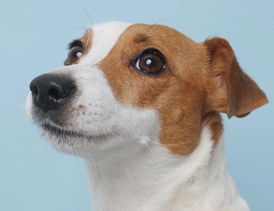 狗狗呼吸急促 狗狗呼吸急促