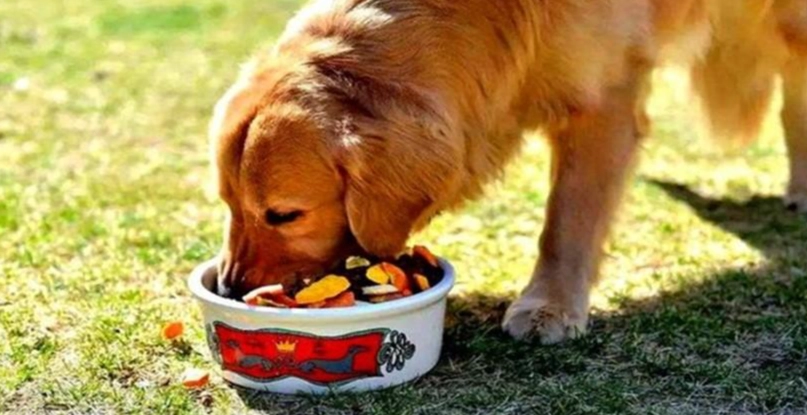 狗吃玉米梗注意事項