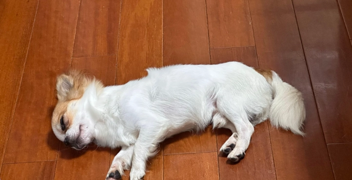 狗狗四腳朝天睡覺 狗狗四腳朝天睡覺