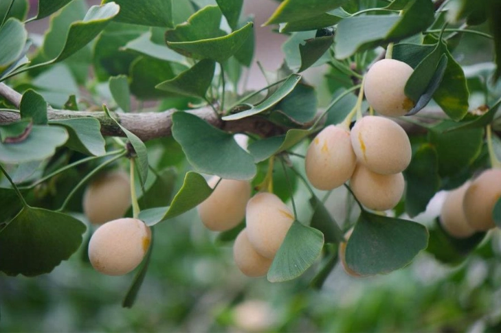 银杏果安全剂量