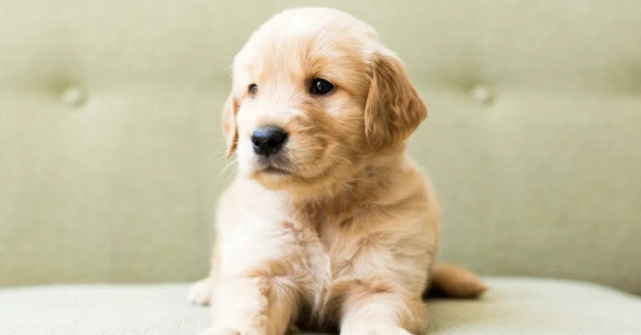 狗訓練方法 狗訓練方法