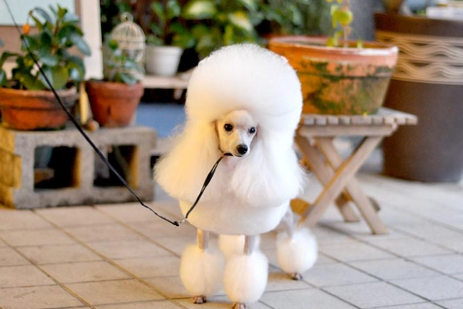 如何延長玩具貴賓狗壽命 如何延長玩具貴賓狗壽命