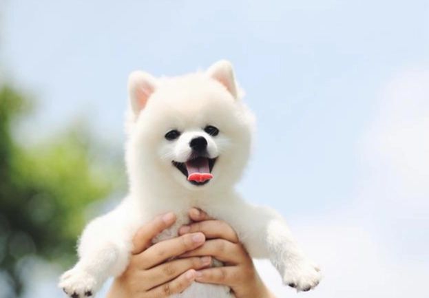 適合初學者的狗品種