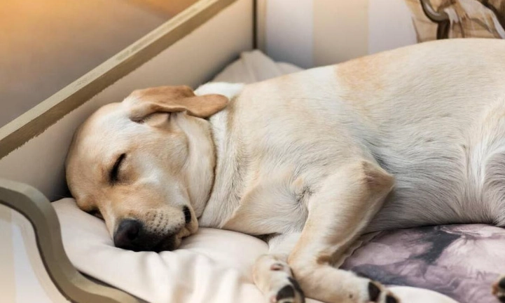 狗狗食慾不振 狗狗食慾不振