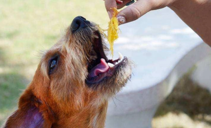 狗糧選擇指南 狗糧選擇指南