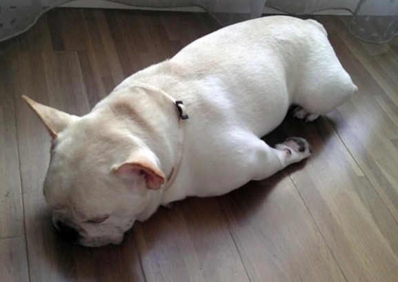 狗狗食慾不振 狗狗食慾不振